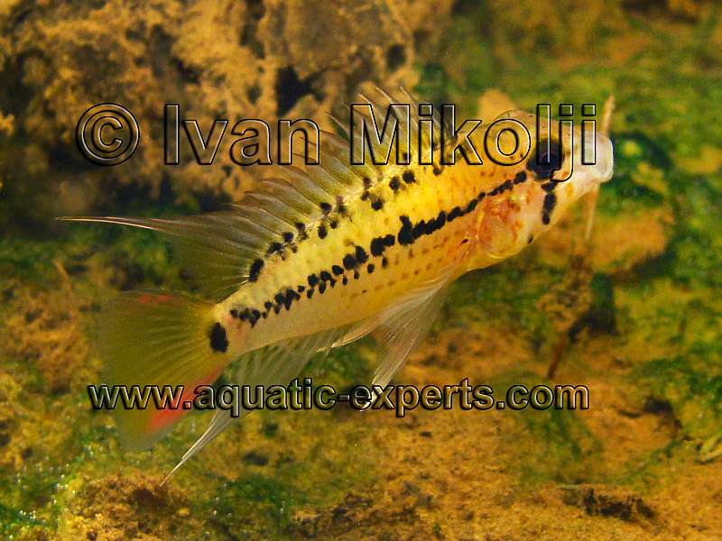 Apistogramma guttata